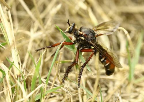 Réf. 286 935 : Dasypogon diadema